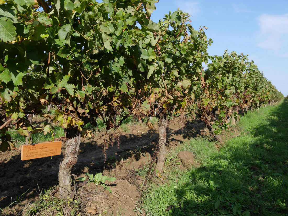 Виноградник на урожай